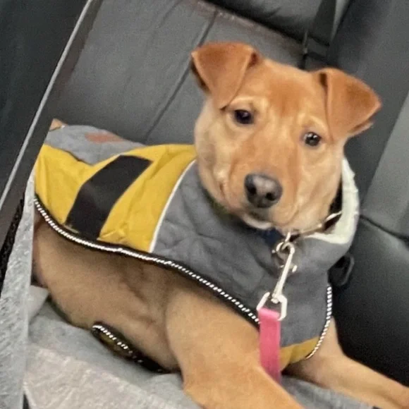 Eddie Bauer Dog Jacket - Picture 7 of 8